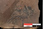 Foto (Detailansicht) von Cystoseira communis Unger (NHMW-GEO-2024-0188-0101)